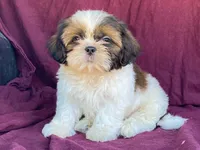 Billy, a male Shih Tzu for sale in Fennimore, WI – 2 of 10