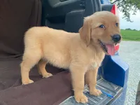 Jasper, a male Golden Retriever for sale in Fennimore, WI – 5 of 9