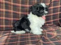 Lex, a male Bichon Frise and Shih Tzu for sale in Fennimore, WI – 10 of 10