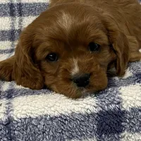 Theo, a male Cavapoo for sale in Fennimore, WI – Photo 6 of 9