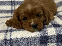 Theo, a male Cavapoo for sale in Fennimore, WI – Photo 6 of 9