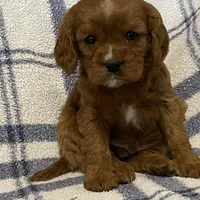 Theo, a male Cavapoo for sale in Fennimore, WI – Photo 7 of 9