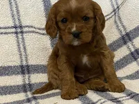 Theo, a male Cavapoo for sale in Fennimore, WI – Photo 7 of 9