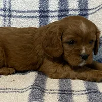 Theo, a male Cavapoo for sale in Fennimore, WI – Photo 5 of 9