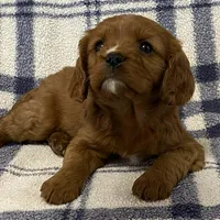 Theo, a male Cavapoo for sale in Fennimore, WI – Photo 8 of 9