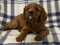Theo, a male Cavapoo for sale in Fennimore, WI – Photo 8 of 9