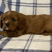 Theo, a male Cavapoo for sale in Fennimore, WI – Photo 3 of 9
