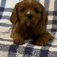 Theo, a male Cavapoo for sale in Fennimore, WI – Photo 2 of 9