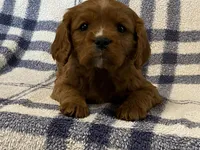 Theo, a male Cavapoo for sale in Fennimore, WI – Photo 2 of 9