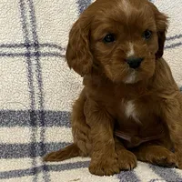 Theo, a male Cavapoo for sale in Fennimore, WI – Photo 9 of 9