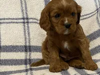 Theo, a male Cavapoo for sale in Fennimore, WI – Photo 9 of 9