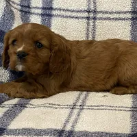 Theo, a male Cavapoo for sale in Fennimore, WI – Photo 4 of 9