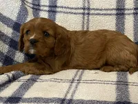 Theo, a male Cavapoo for sale in Fennimore, WI – Photo 4 of 9
