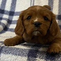 Theo, a male Cavapoo for sale in Fennimore, WI – Photo 1 of 9