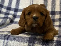 Theo, a male Cavapoo for sale in Fennimore, WI – Photo 1 of 9
