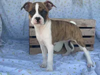 Stripes, a female Boston Terrier and Fox Terrier for sale in Fennimore, WI – 9 of 9
