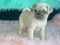 Scotchy, a female Pug for sale in Fennimore, WI – 7 of 10