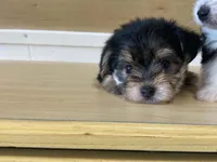 Puffy, a female Morkie for sale in Fennimore, WI – 10 of 10