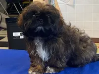 Ribbins, a female Shih Tzu for sale in Fennimore, WI – 10 of 10