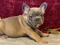 Tank, a male French Bulldog for sale in Fennimore, WI – 5 of 9