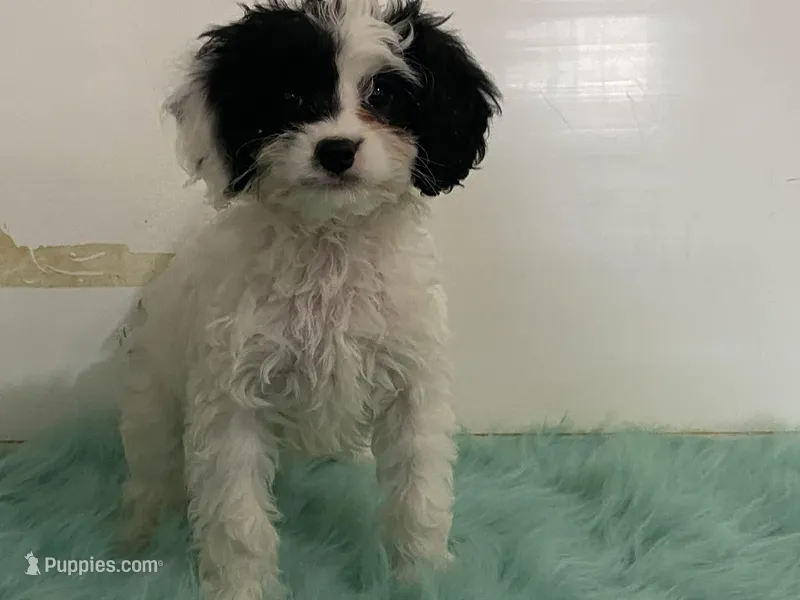 Fluff – Cavapoo puppy for sale in Fennimore, WI