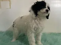 Fluff, a male Cavapoo for sale in Fennimore, WI – Photo 3 of 9