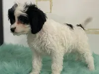 Fluff, a male Cavapoo for sale in Fennimore, WI – Photo 2 of 9