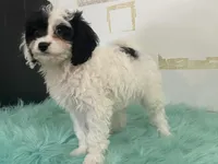 Fluff, a male Cavapoo for sale in Fennimore, WI – Photo 6 of 9