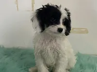 Fluff, a male Cavapoo for sale in Fennimore, WI – Photo 8 of 9