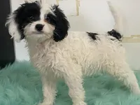 Fluff, a male Cavapoo for sale in Fennimore, WI – Photo 4 of 9