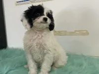 Fluff, a male Cavapoo for sale in Fennimore, WI – Photo 7 of 9