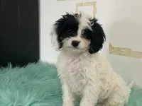 Fluff, a male Cavapoo for sale in Fennimore, WI – Photo 9 of 9