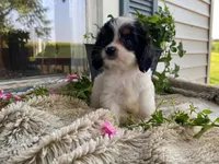 petunia, a female Cavapoo for sale in Fennimore, WI – 8 of 10