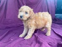 Goldy, a female Goldendoodle for sale in Fennimore, WI – 1 of 10