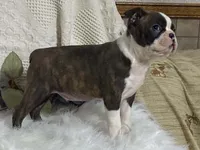 Yolo, a male Boston Terrier for sale in Fennimore, WI – 8 of 10