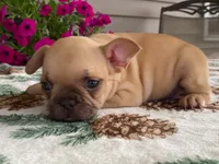 Sparkles, a female French Bulldog for sale in Fennimore, WI – 6 of 7