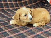 Jasmine, a female Cavachon for sale in Fennimore, WI – 4 of 10