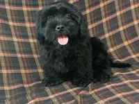 King, a male Cavalier King Charles Spaniel and Shih Tzu for sale in Fennimore, WI – 7 of 7
