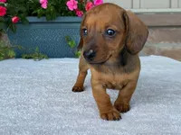 Twix, a female Dachshund for sale in Fennimore, WI – 2 of 10