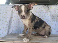Shasta, a female Boston Terrier and Fox Terrier for sale in Fennimore, WI – 4 of 7