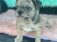 Charlie, a male French Bulldog and Pug for sale in Fennimore, WI – 6 of 10