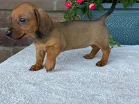 Twix, a female Dachshund for sale in Fennimore, WI – 3 of 10