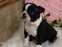 Brianna, a female Boston Terrier for sale in Fennimore, WI – 10 of 10
