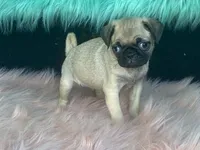 Tiny, a female Pug for sale in Fennimore, WI – 7 of 10