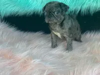 Chi Chi, a female Pug for sale in Fennimore, WI – 2 of 10