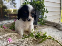 petunia, a female Cavapoo for sale in Fennimore, WI – 2 of 10