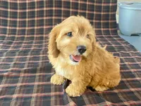 Mindy, a female Cavachon for sale in Fennimore, WI – 3 of 9