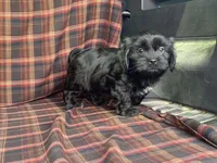 Katie, a female Cavalier King Charles Spaniel and Shih Tzu for sale in Fennimore, WI – 10 of 10