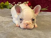 Panda, a male French Bulldog for sale in Fennimore, WI – 10 of 10