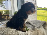 Teddy, a male Cavapoo for sale in Fennimore, WI – 1 of 10